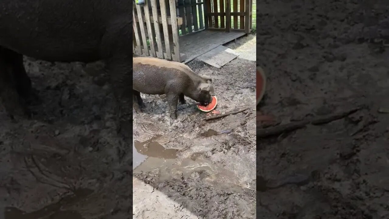 PIGS EAT WATERMELON!