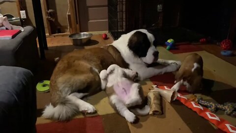 St. Bernard puppies missed big brother today- Walter missed them too.