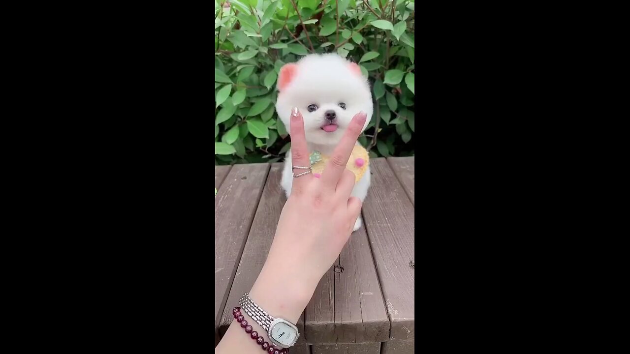 Top Funny Cute Dog Videos and TIKTOK Compilation @short @8_Full-HD