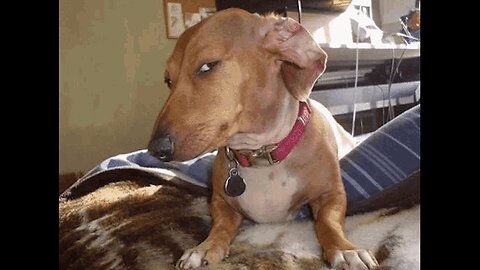 Funniest Dogs And Cats Videos - Best Funny Animal Videos 2023 😜👌