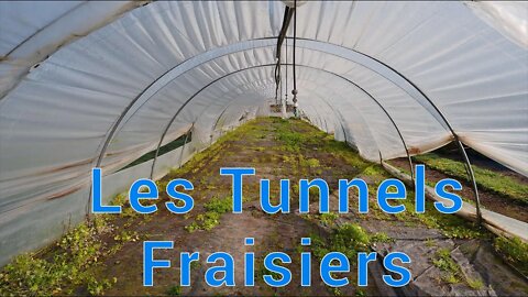 Serres de Marcel : Les tunnels fraisiers
