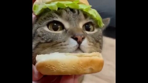 PLEASE SUBSCRIBE HELP ME POST MORE VIDEOS - #SHORTS