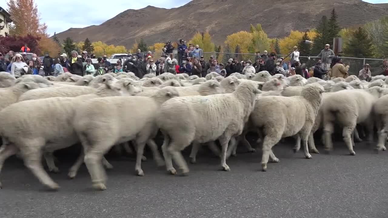 The 25th Trailing of the Sheep Festival culminates with migration through Ketchum