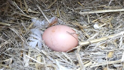 FIRST EGG