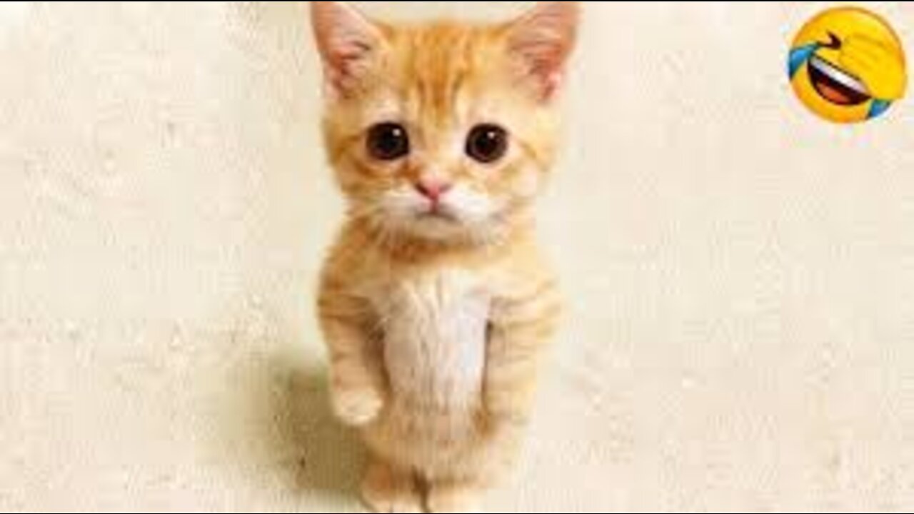 Naughty Cat 2022 PART 2 🤣😝 😻-Funniest Cats And Dogs Video