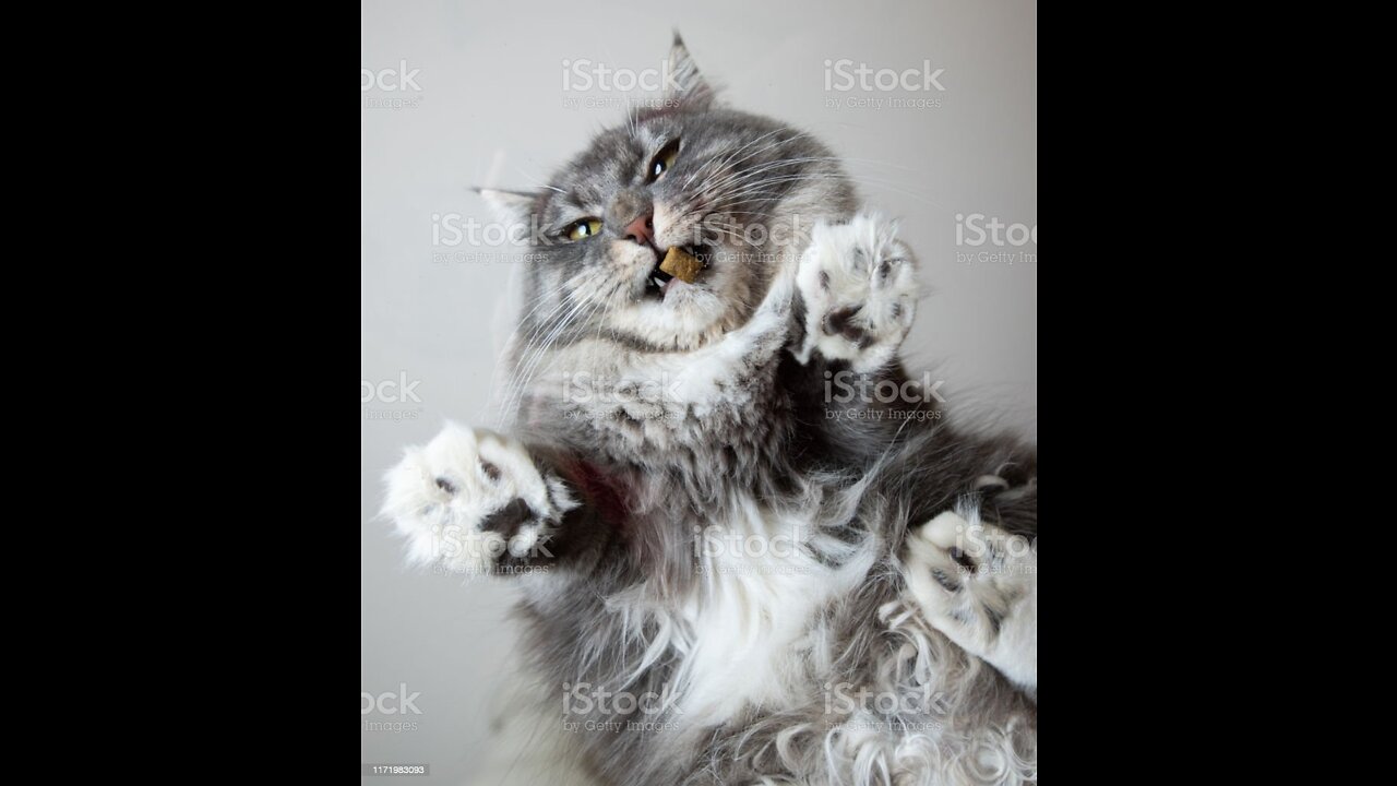 Cats will make you laugh your head off -funny cat compilationš¹š