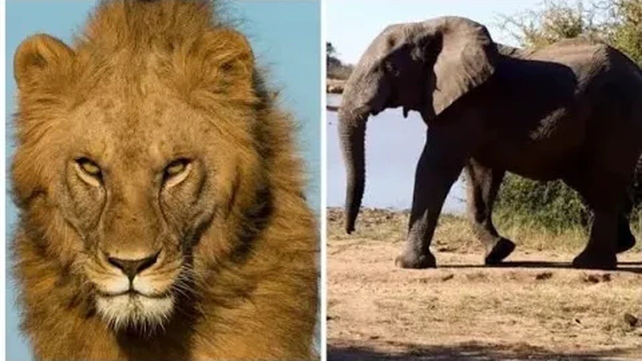 we are more scary to elephants than lions