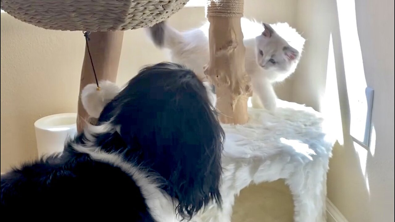 Frisky Ragdoll & cute Cavalier have cutest wrestling matches