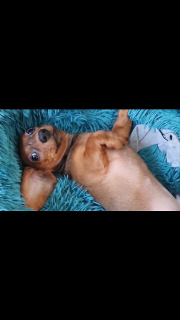 Dachshund Puppy Adorably Demands More Belly Rubs