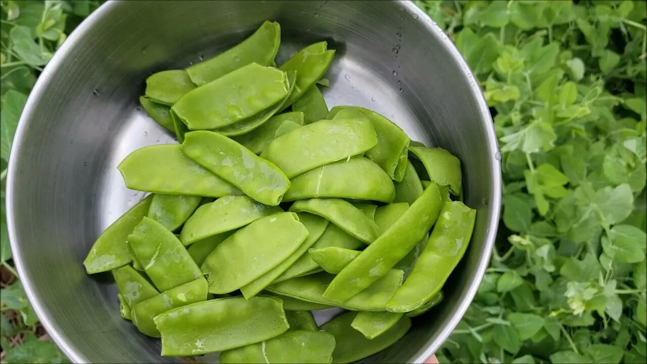 Snow Pea/ Sweet Pepper Blend