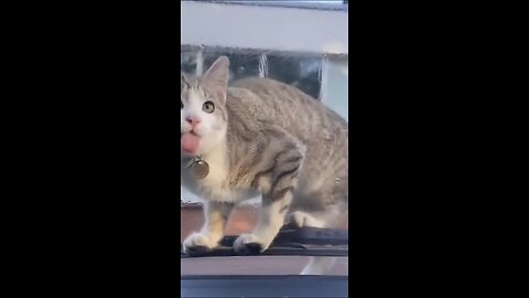 Funny animal videos 2023 - Funny cats_dogs - Funny animals -Part82_Haypyy Pett(1080P_HD)