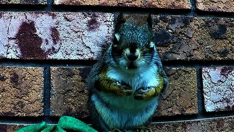 Cheeky squirrel chews his way into deer's treats