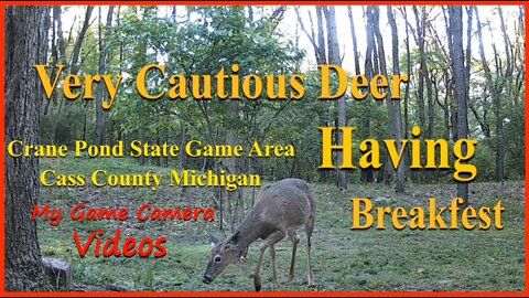 A very sneaky Deer