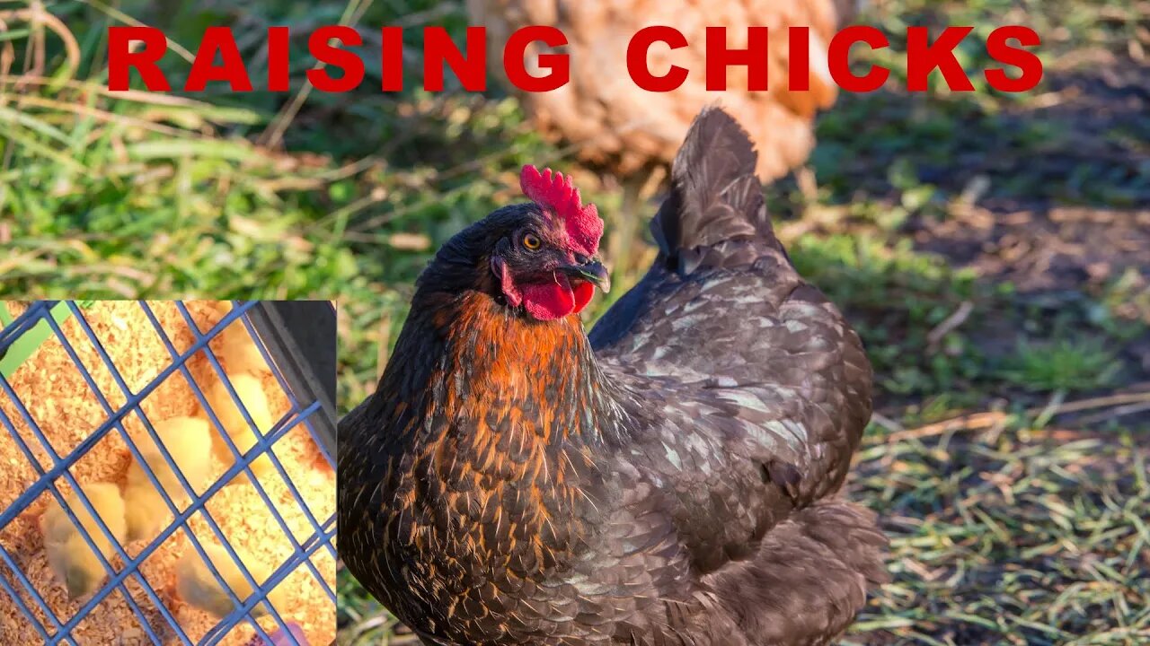 Low-Budget Farming - Raising Meat Chicks during the Coronavirus. Subsistence Farming Chickens.