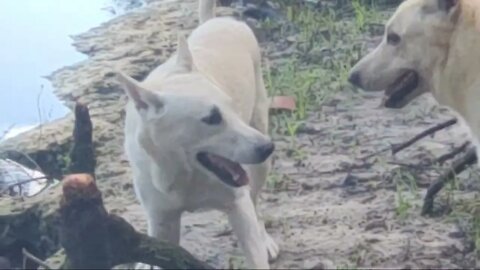 Suwannee River Walking The Dog's
