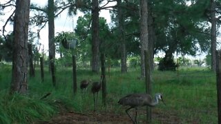 Wildlife watch Saturday Sandhill Cranes