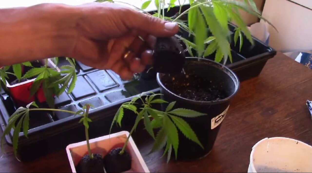 Transplanting and Hardening Off Cannabis Clones