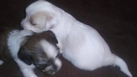 F Litter - 2 Available