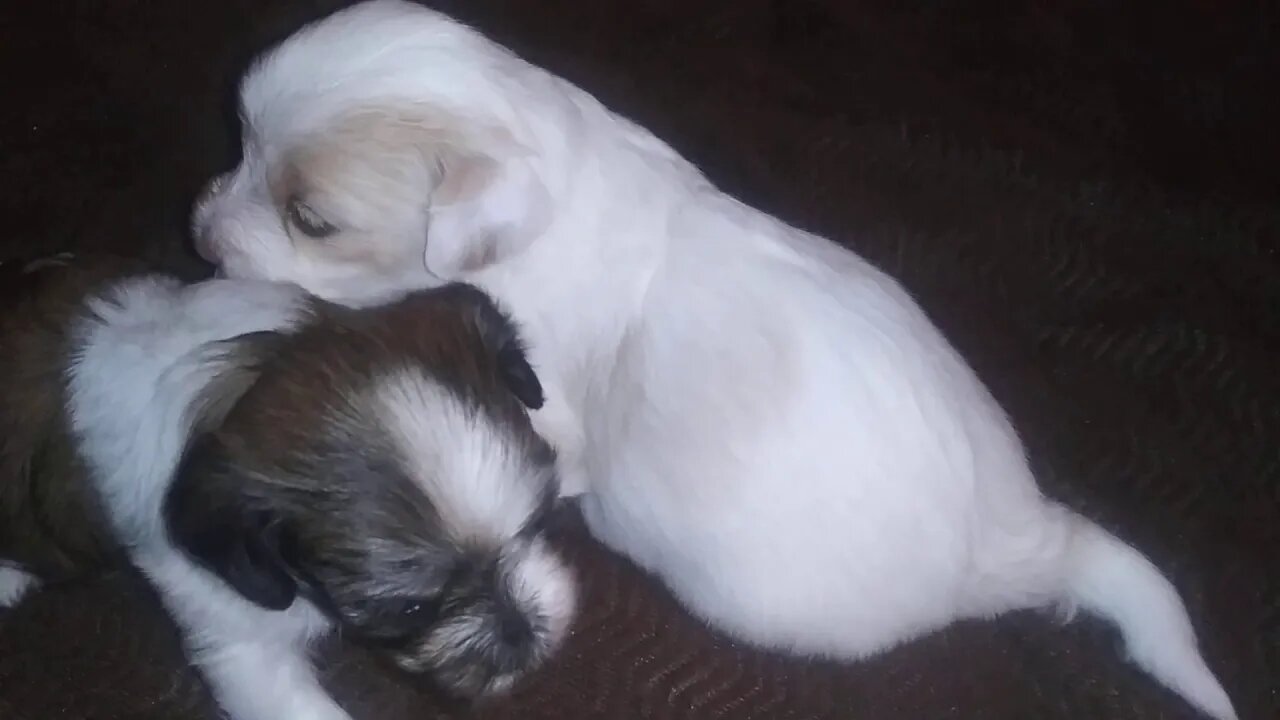 F Litter - 2 Available