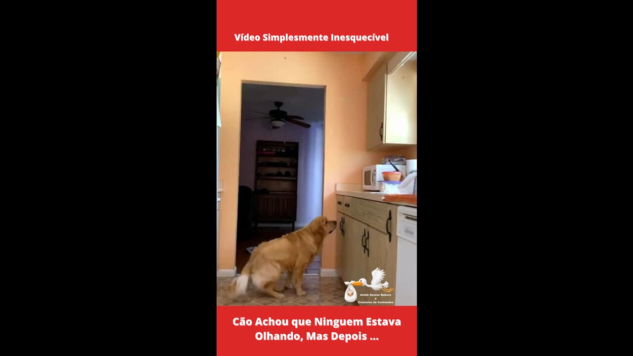 Vídeo Simplesmente Inesquecível: Cão Achou que Ninguém Estava Olhando, Mas Depois...kkkkkk