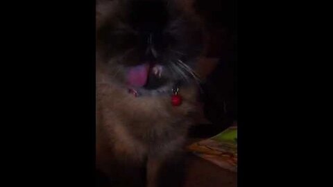 The World's Cutest Cat - Sweetest Innocent Face on Cat trying to Steal treats - Boston