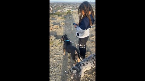 Hiking with the puppies