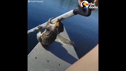 🐿️Man Saves Squirrel 🐿️🐾