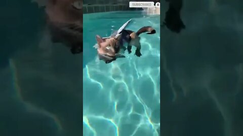 cute cat videos 😹 funny videos 😂 🟦