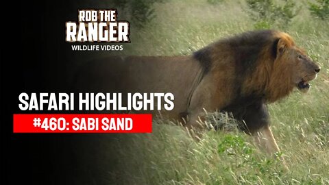 Safari Highlights #460: 11 - 16 February 2017 | Sabi Sand Nature Reserve | Latest Wildlife Sightings