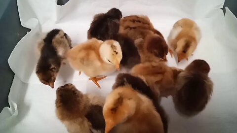 Gold Laced Wyandotte cross chicks, 2 and 3 days old, 1st August 2020 ( Video 1 )