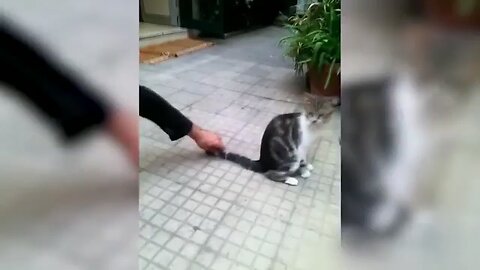 Funny Cat 😺vs Gun 🔫 playing dead on finger shot compilation #funnycatcompilation #animalgags