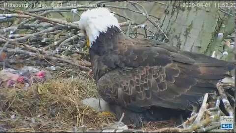 Hays Eagles H11 plays with a straw of fluff 2020 04 01 1152am