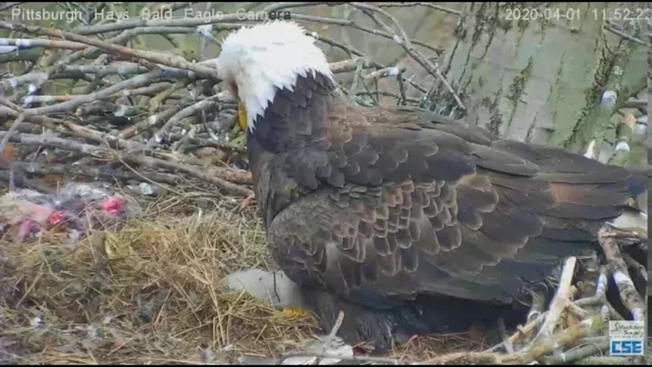 Hays Eagles H11 plays with a straw of fluff 2020 04 01 1152am