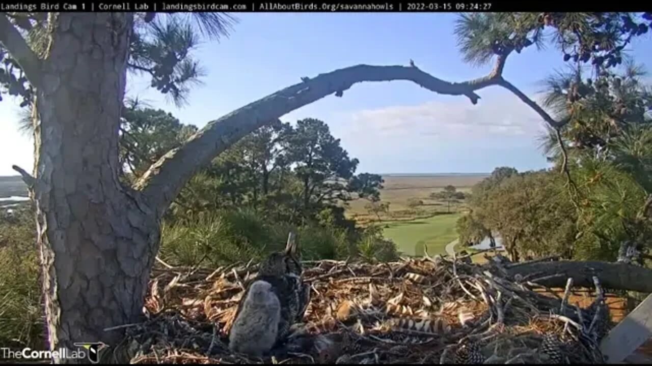 Mom and Her Owlet Go on Defense 🦉 3/15/22 09:22