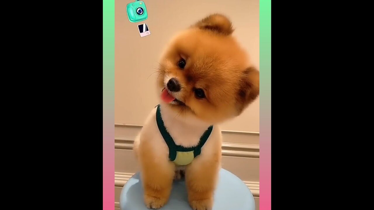 Cute and Funny Dog Videos Compilation,🐕🐕