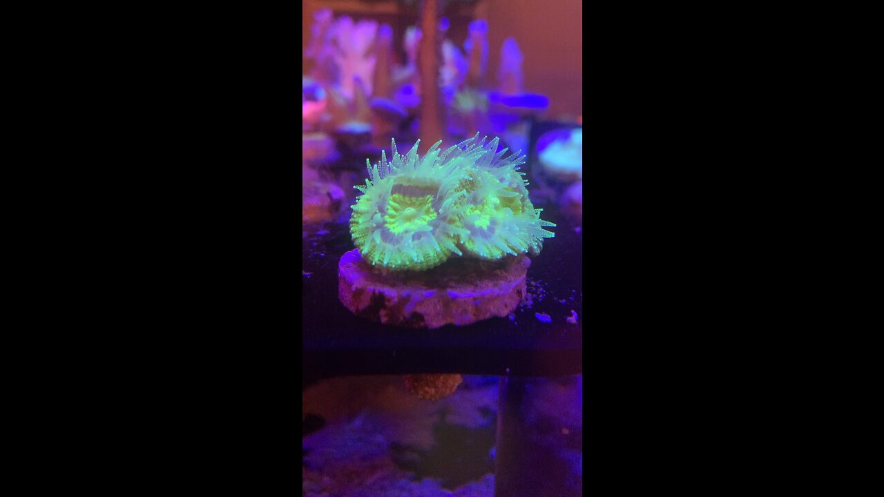 Reef Headz Coral Shop