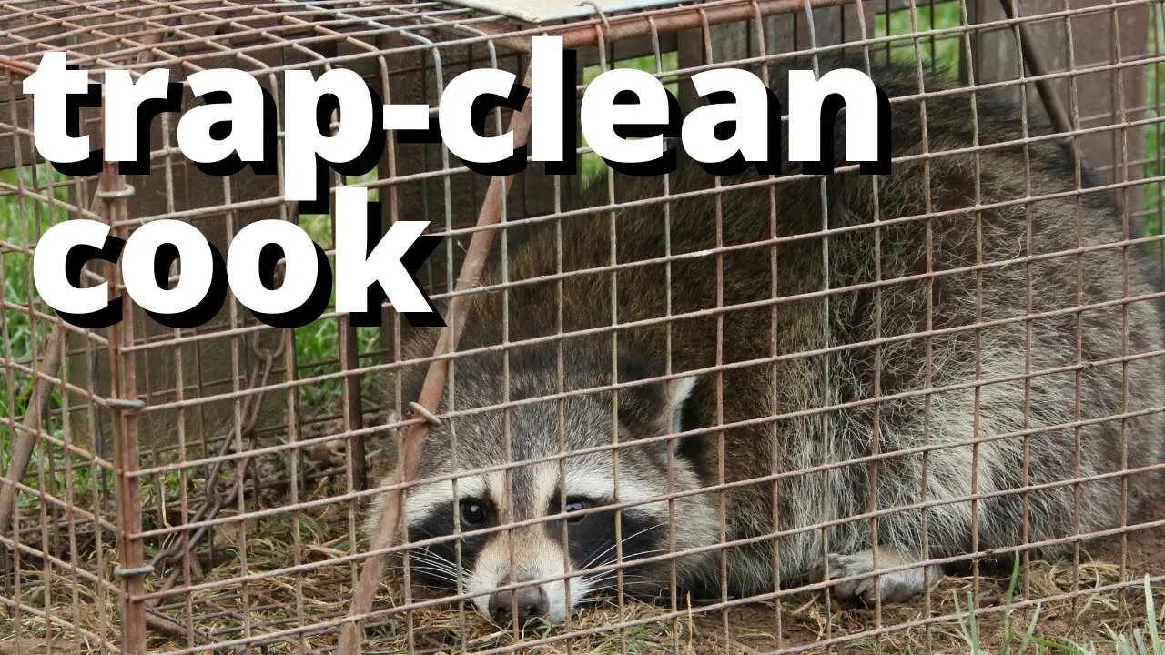 Trapping Raccoons on my property and Eating! (catch-clean-cook)