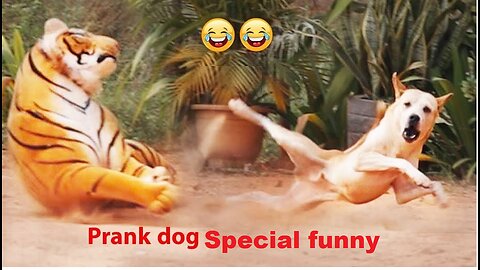 Troll Prank Dog Funny & fake Lion and Fake Tiger Prank To dog & Huge Box Prank