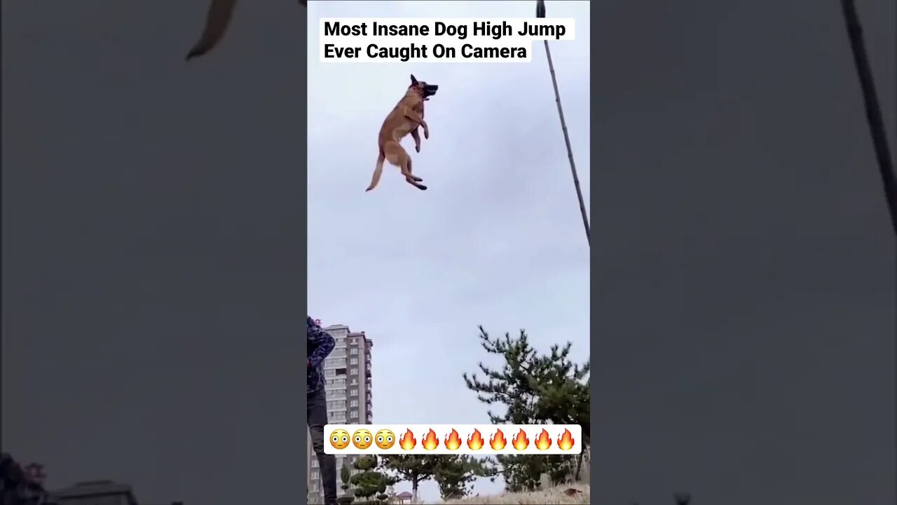 Most Insane Dog High Jump Ever Caught On Camera #shorts #dog #pets #animals #dogtraining