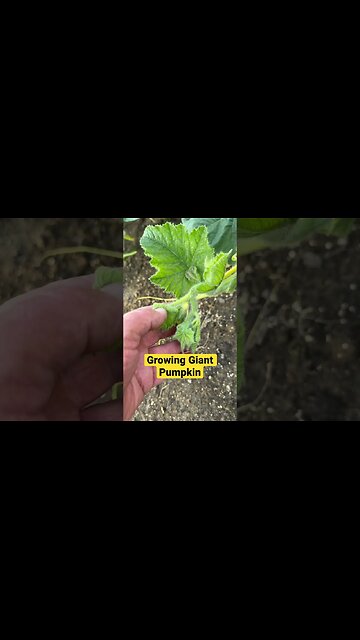 Jack & Bubba Giant Pumpkin #gardening #pumpkins #giantpumpkin