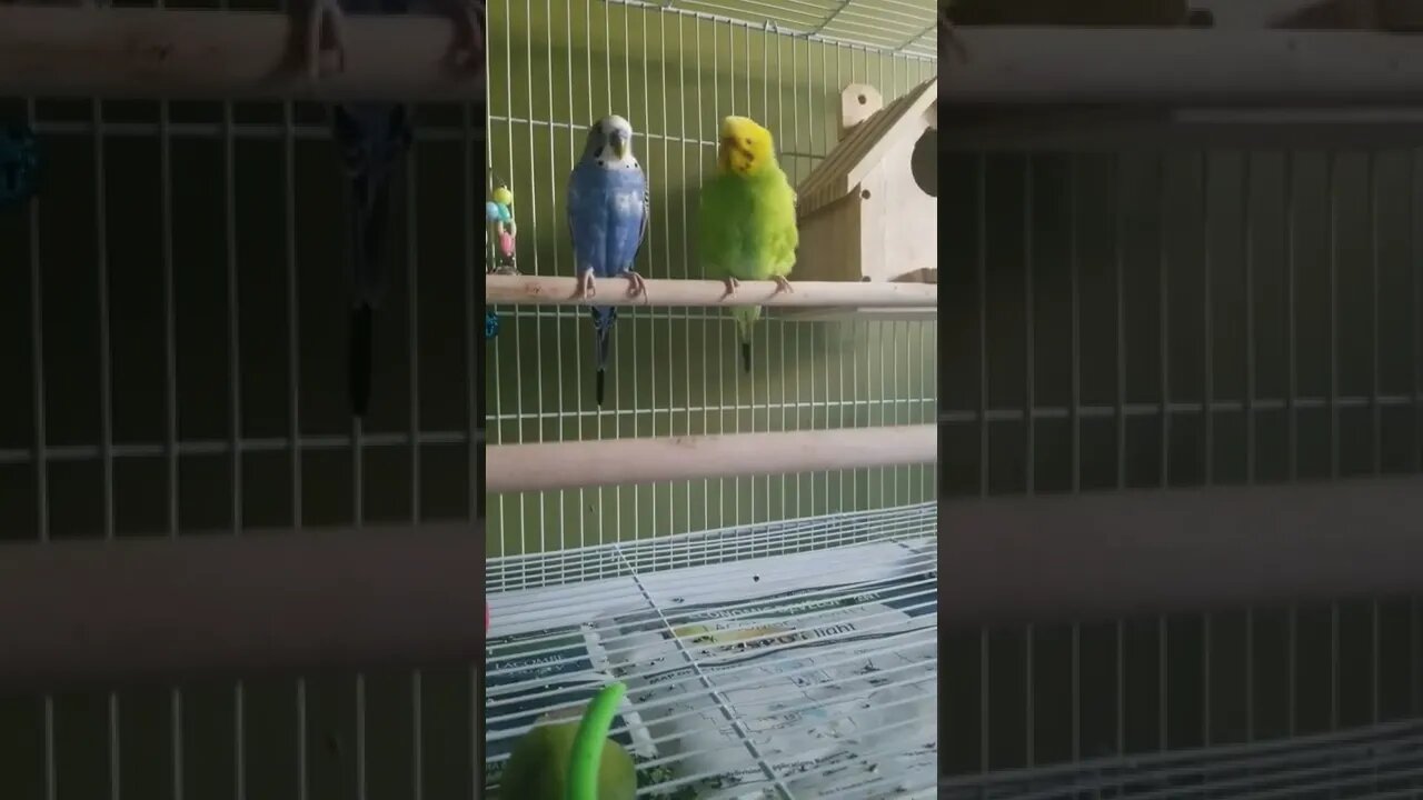 Budgies My Name Is.... 😂 #youtubeshorts #animallover #shorts #funny #budgies #birds