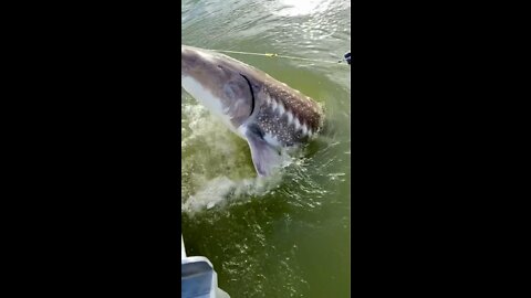 Giant shark fishing