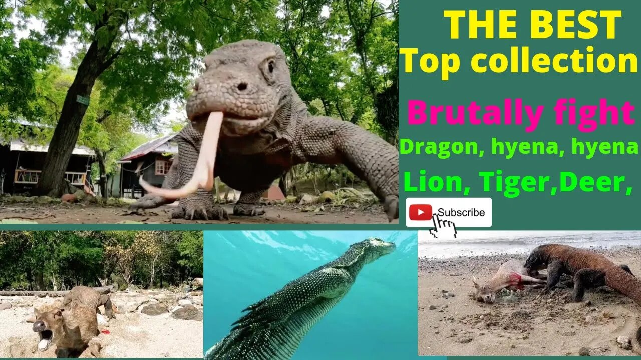 The Best Top Collection videos Wild animals Lion, hyena, Cheetah,Deer ||@TOP ANIMALS