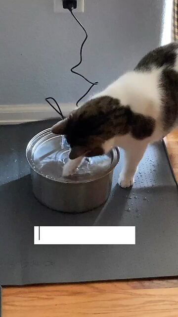 T.R.O.U.B.L.E. (AKA Kylo the cat)