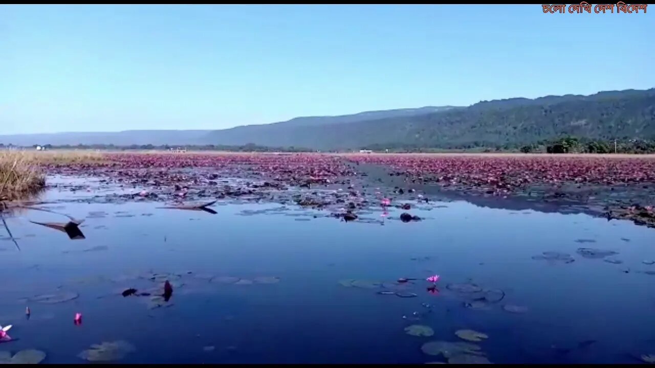 ডিবির হাওর, শাপলা বিল। জৈন্তাপুর, সিলেট। Dibir Haor, Shapla Bil. Jaintapur, Sylhet.