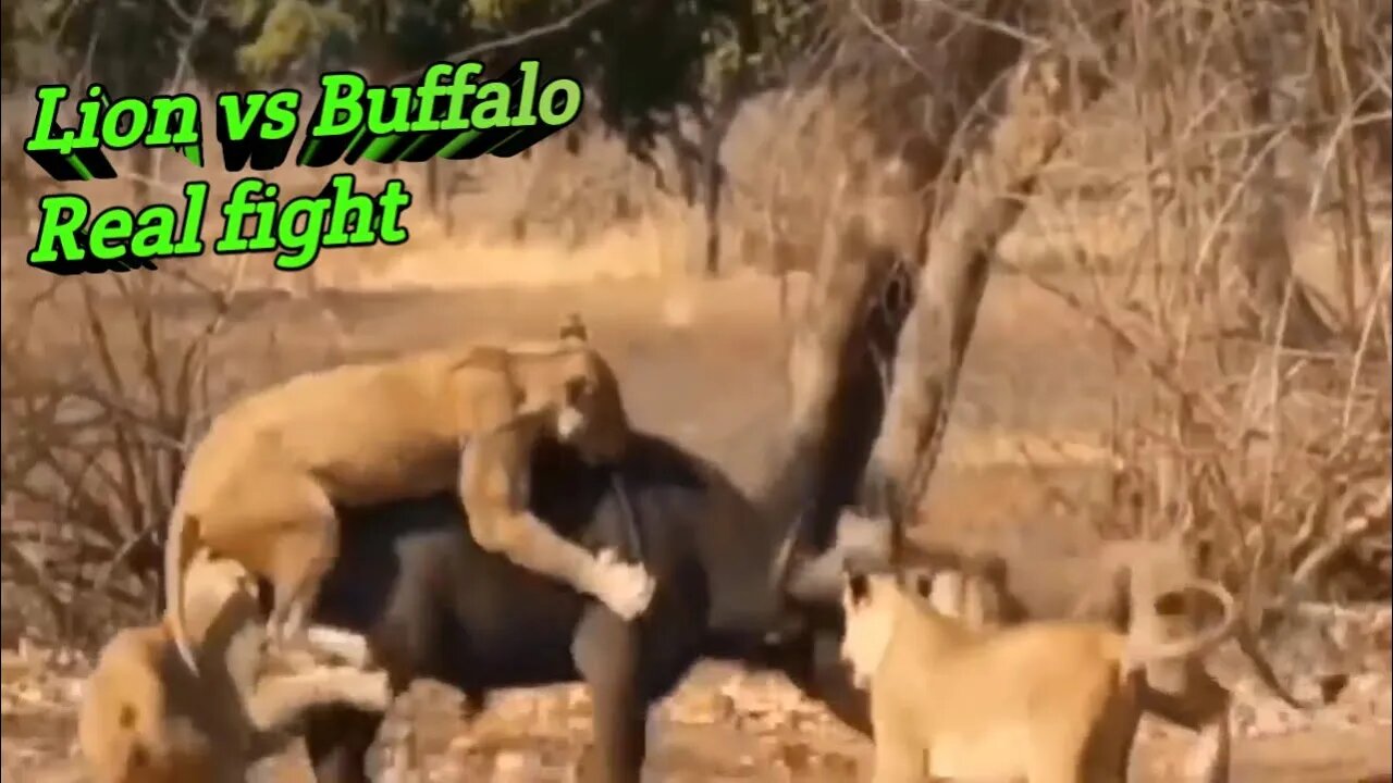 Lion vs Buffalo real fighting and Terrible fighting each other ||2022||