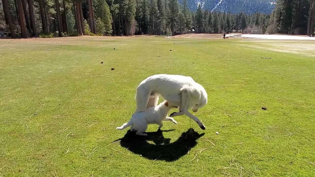 spring on golf course 腹底揪心