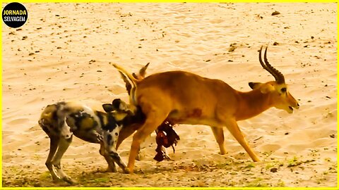 15 Momentos Selvagens E Loucos De Cães De Caça Na Natureza - Mundo animal