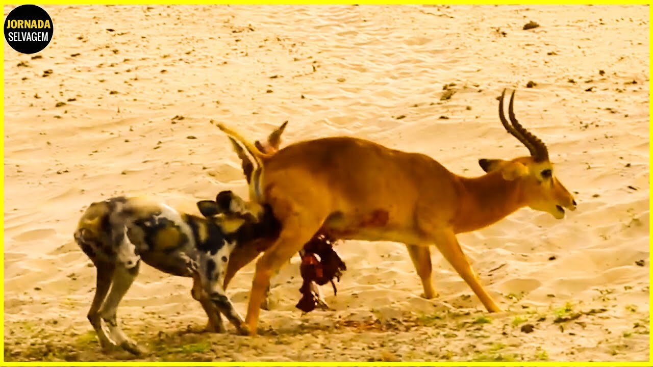 15 Momentos Selvagens E Loucos De Cães De Caça Na Natureza - Mundo animal
