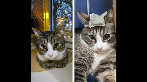 🐈New catnip with scratching post 🌱 the cat.(🐈Новая когтеточка с кошачьей мятой 🌱для кота.)